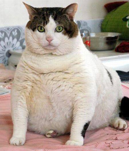 z kucing gemuk
