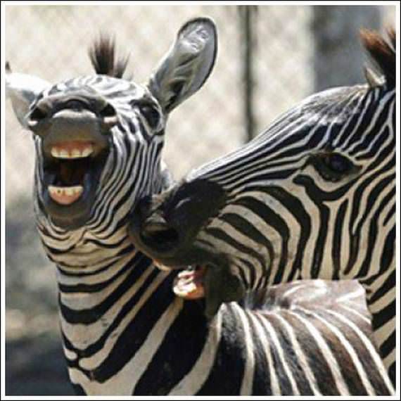 zebra ketawa 13