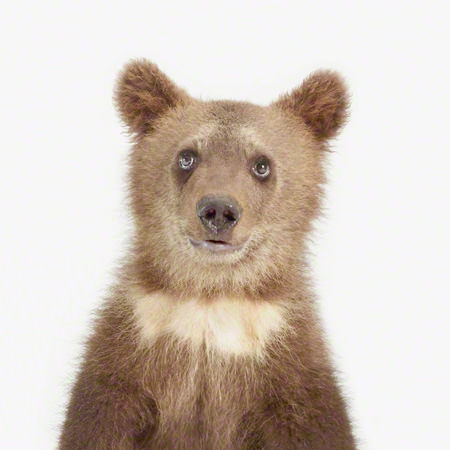 gambar anak beruang