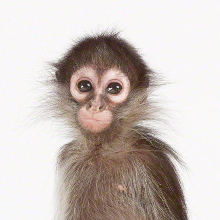 gambar anak monyet