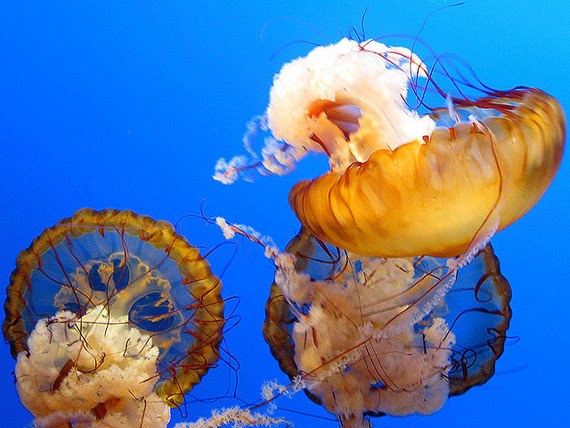 jellyfish 11