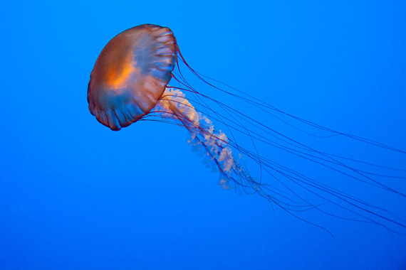 jellyfish tunggal haha (karya robscomputer)
