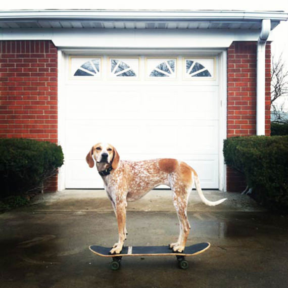 anjing main skateboard