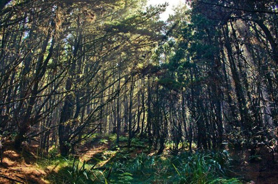 An-Amazing-Elven-forests-in-New-Zealand-003