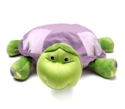 Baby Tama the Tortoise - 2