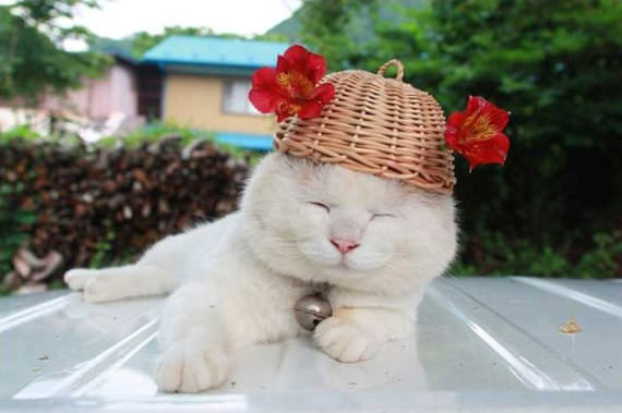 cute cat wears hat