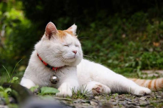 kucing putih comel