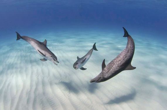 dolphin comel