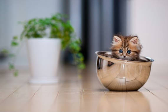 kucing dalam mangkuk