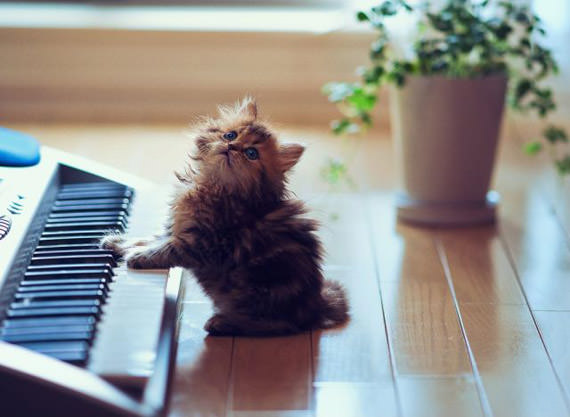 kucing main alat muzik