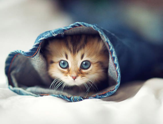 kucing dalam seluar