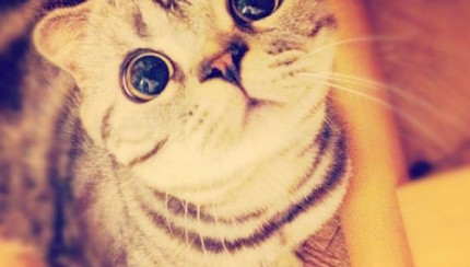 kucing mata besar