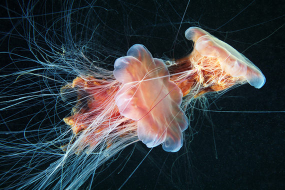 jellyfish 15