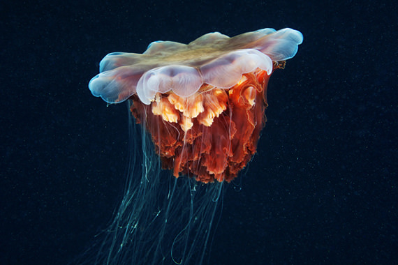 jellyfish 16