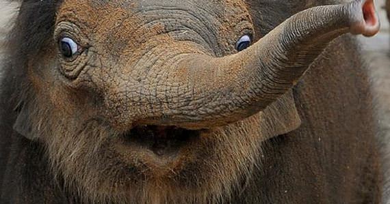 gajah terkejut
