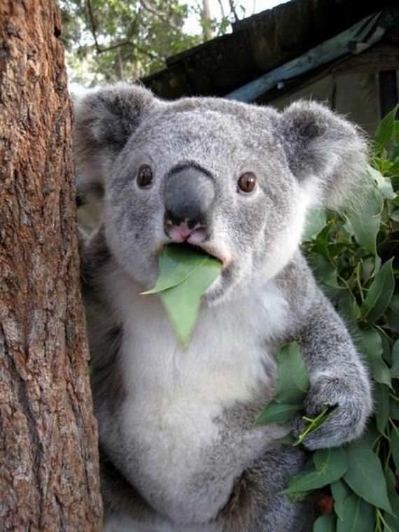 koala terkejut