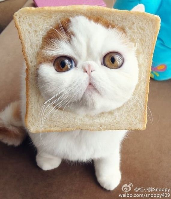 kucing roti