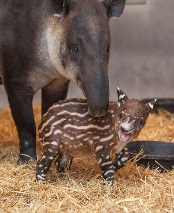 baby tapir 10