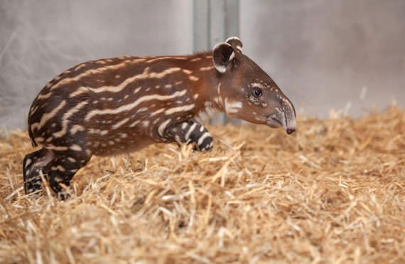 baby tapir 6