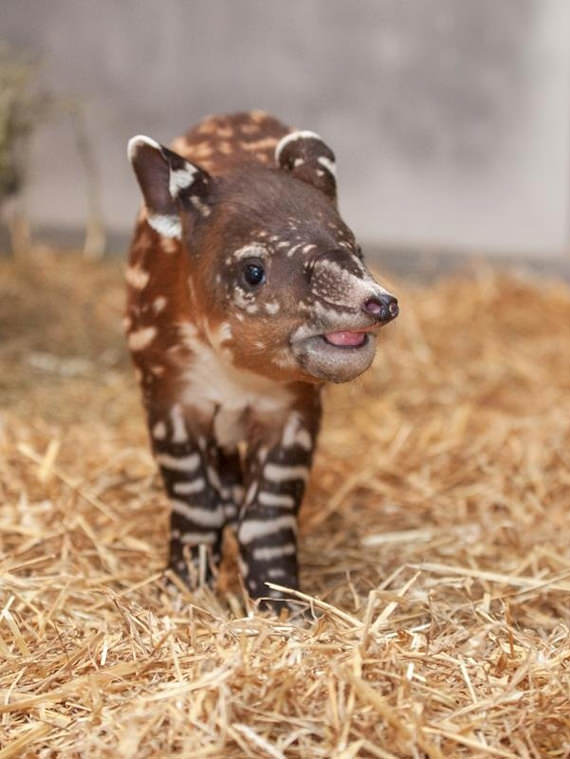 baby tapir 7
