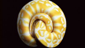 gambar ular