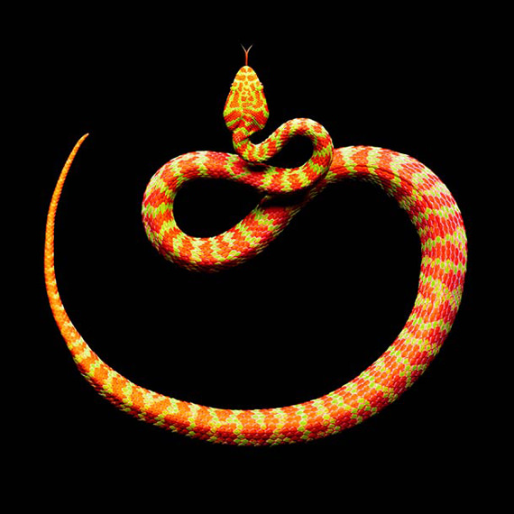ular oren cantik