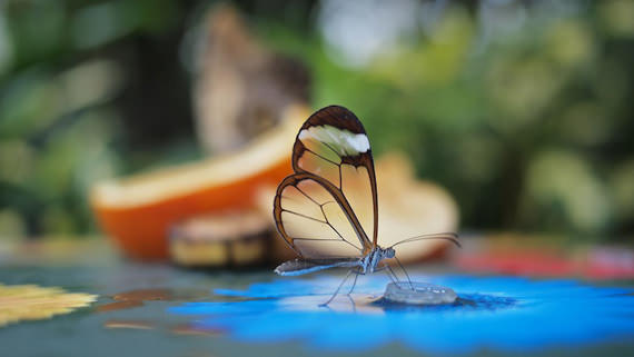 glasswing butterfly 1