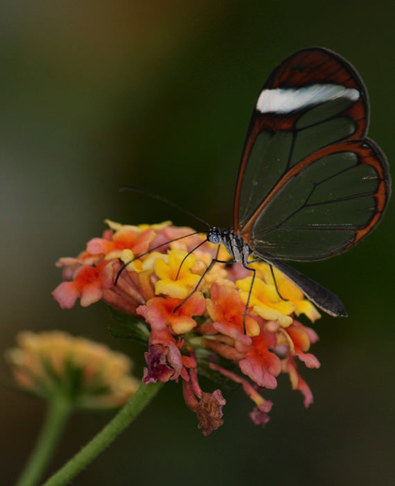 glasswing butterfly 11