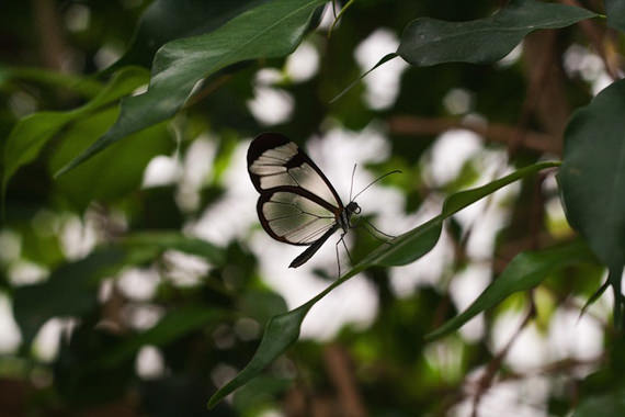 glasswing butterfly 14