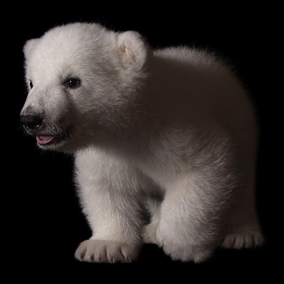 polar bear cub 4