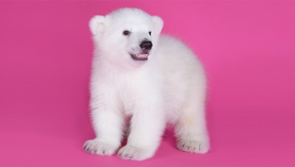 polar bear cub 6
