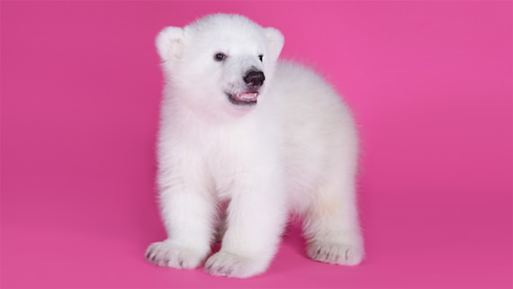 polar bear cub 6