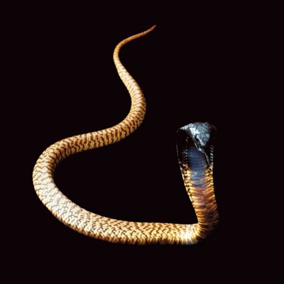 snake 13