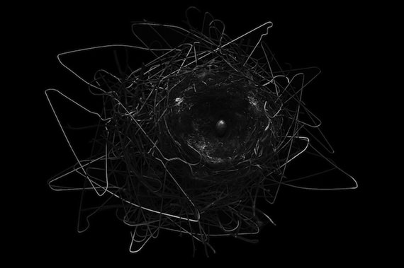 Crows Nest oleh Yosuke Kashiwakura (Nature)