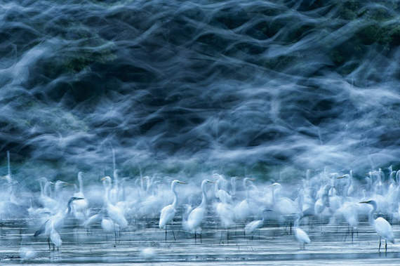 Flying Egrets oleh Réka Zsirmon (Nature)